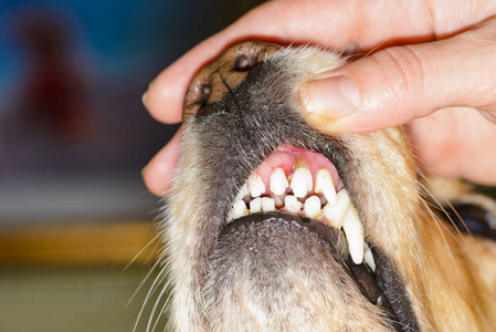 狗的牙科疾病