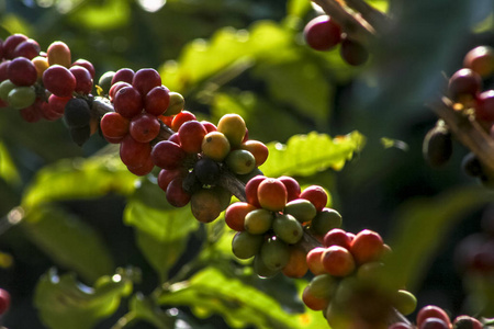 巴西咖啡树上的咖啡豆