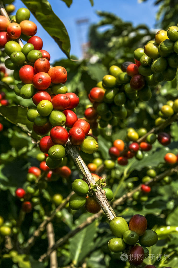 巴西咖啡树上的咖啡豆
