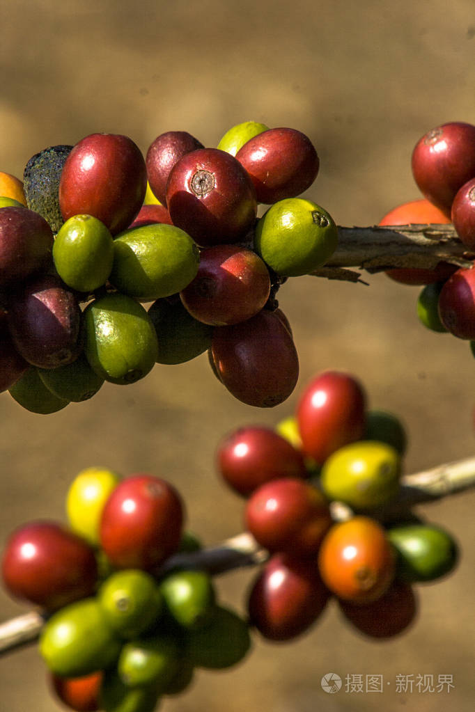 巴西咖啡树上的咖啡豆