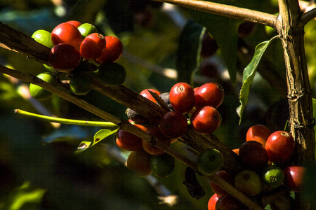 巴西咖啡树上的咖啡豆图片