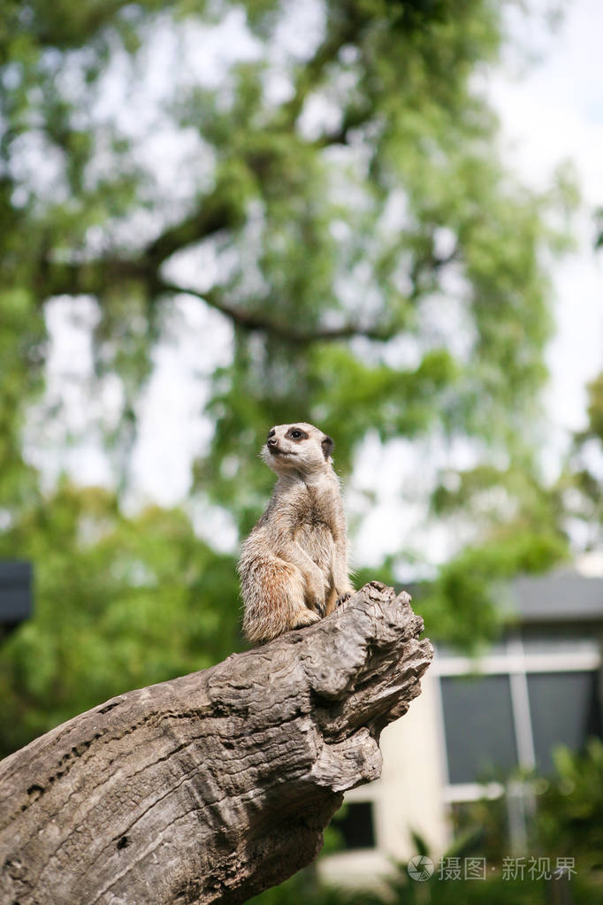 动物园里的meer猫