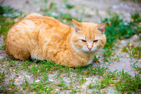 猫躺在户外的草地上
