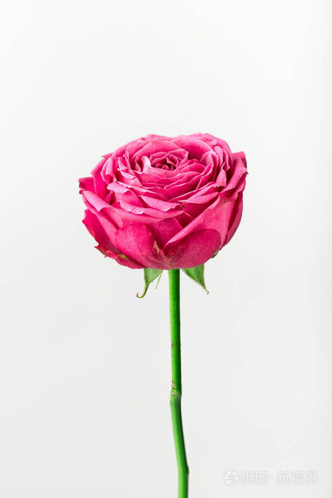 粉红色的子形状的玫瑰.st. 情人节和3月8日的鲜花.玫瑰