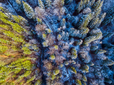 在云杉林的足迹和雪。鸟瞰图