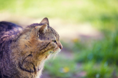 夏天猫在草地上户外散步的肖像