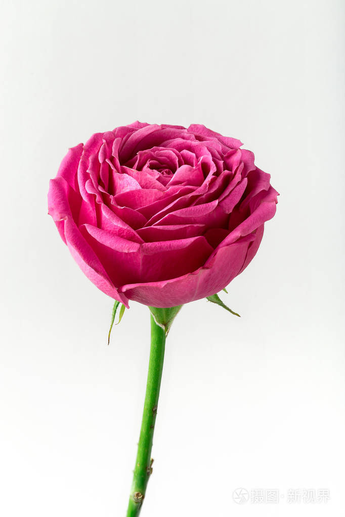 粉红色的子形状的玫瑰.st. 情人节和3月8日的鲜花.玫瑰