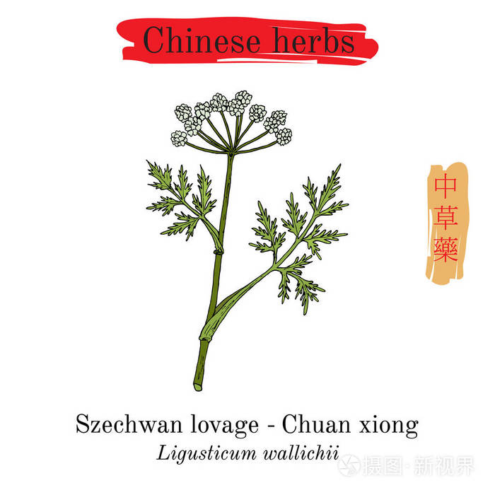 中国草药.四川川芎