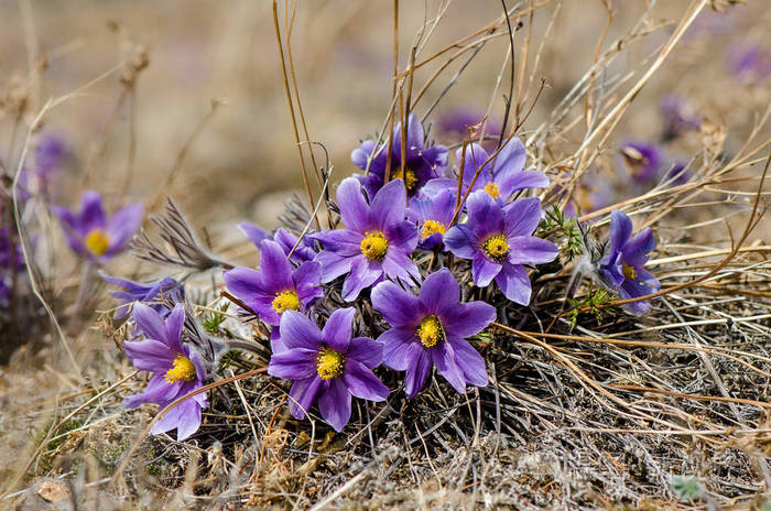 花也叫urgulka它生长野生和其开花是春天的第一迹象之一俄罗斯