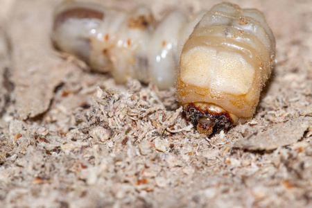 圆头二化螟幼虫图片