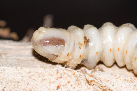 圆头二化螟幼虫图片