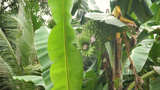 香蕉香蕉树上的果实