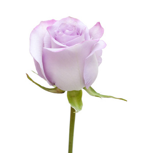 单玫瑰花朵照片