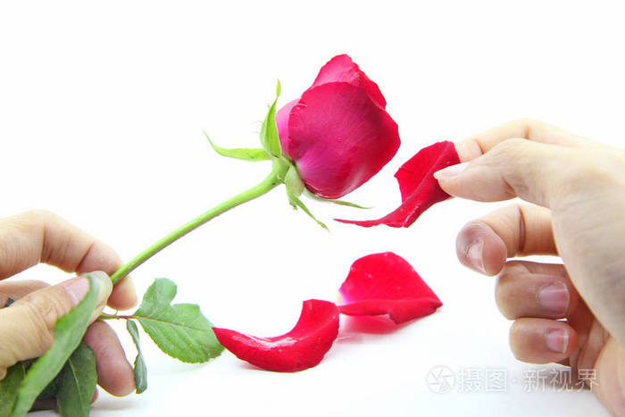 被玫瑰花瓣吞没摘下玫瑰花瓣