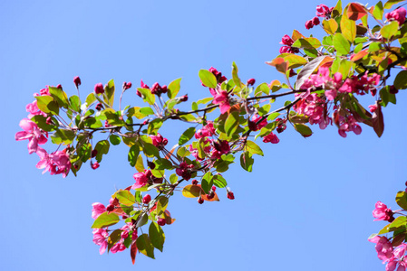 春季开花的苹果树