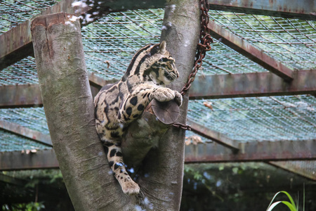 动物园笼子里的漂亮猫