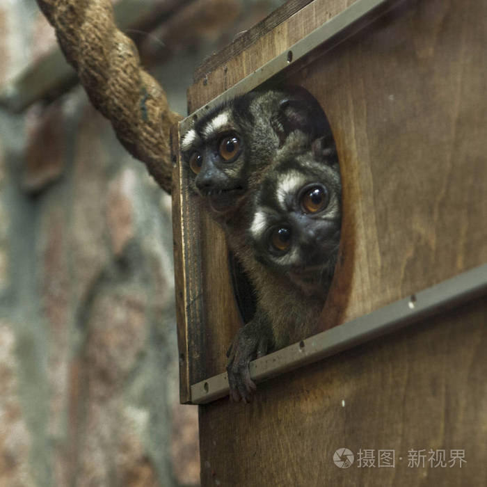 两个三条纹的夜猴, Aotus trivirgatus, 偷看出一所房子