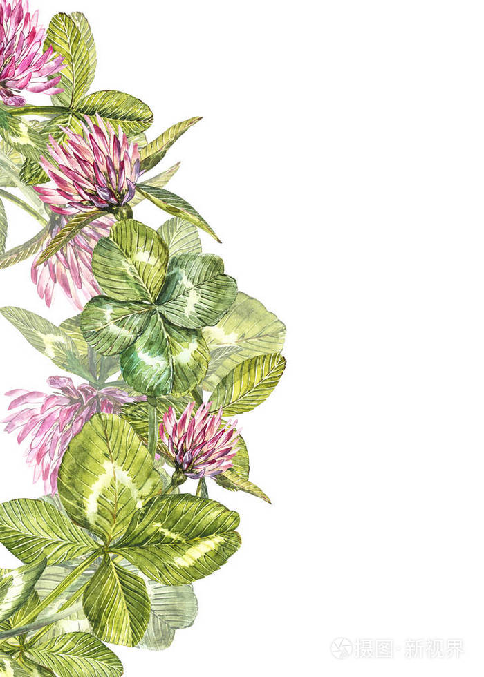 手绘水彩画红三叶草插图.被绘的植物三叶草甸草, 在白色背景隔绝.