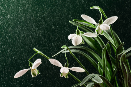 雨天雪花花图片