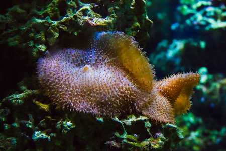 水族箱中多彩多姿的水下世界