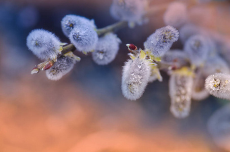 柳树开花灰色蓬松芽。早春花