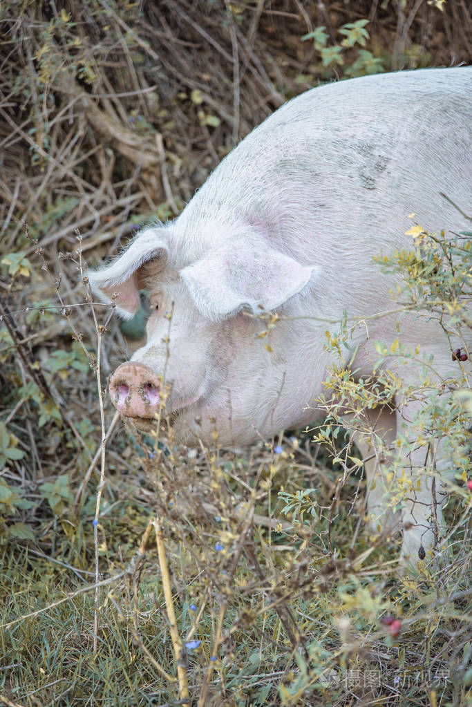 在草地上玩耍的猪照片-正版商用图片1171lp-摄图新视界