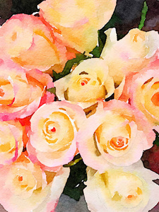 黄色和粉红色的玫瑰图片