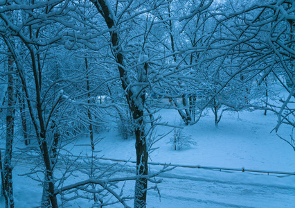 莫斯科的冬日早晨。城市里覆盖着雪的树木。六