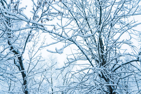 莫斯科的冬天。 雪覆盖了城市里的树木。 大雪后从窗户上看到的景色。