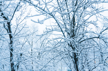 莫斯科的冬日早晨。城市里覆盖着雪的树木。六