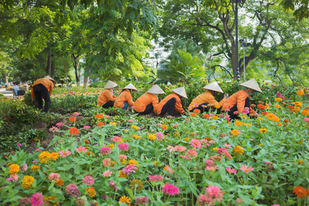 常见的帽子越南妇女戴着锥形帽子在公园收获鲜花,为国庆节做准备.
