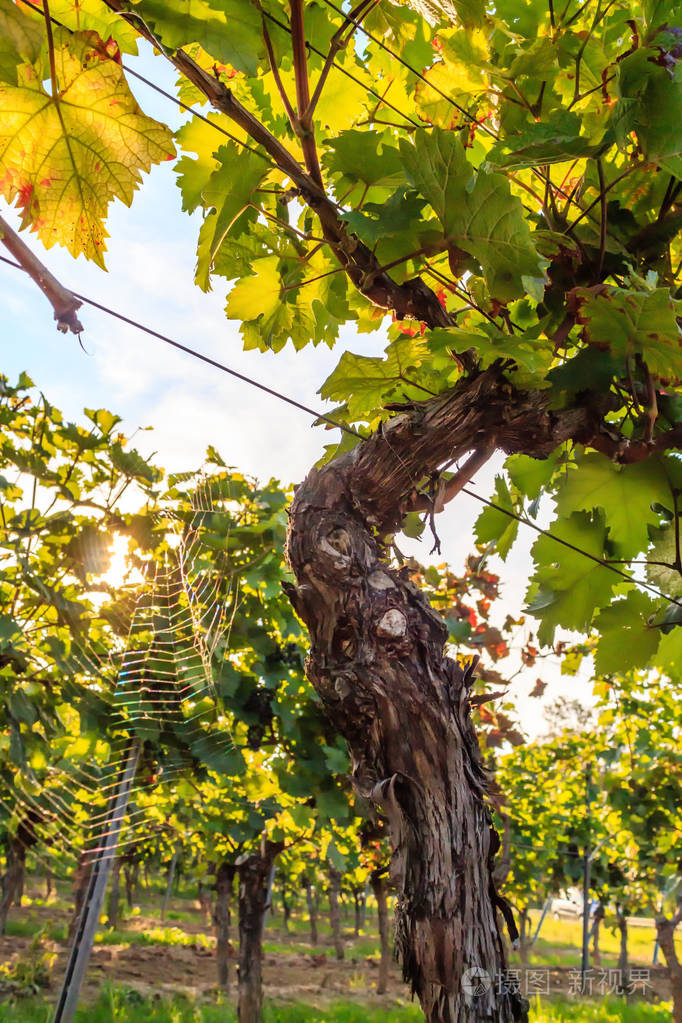 葡萄茎的细节拍摄