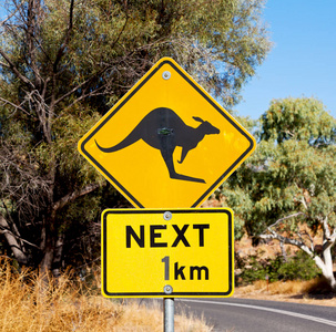 在澳大利亚，野生袋鼠喜欢安全概念的标志