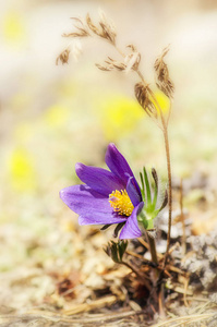 花也叫 urgulka。它生长野生和其开花是春天的第一迹象之一。俄罗斯西伯利亚