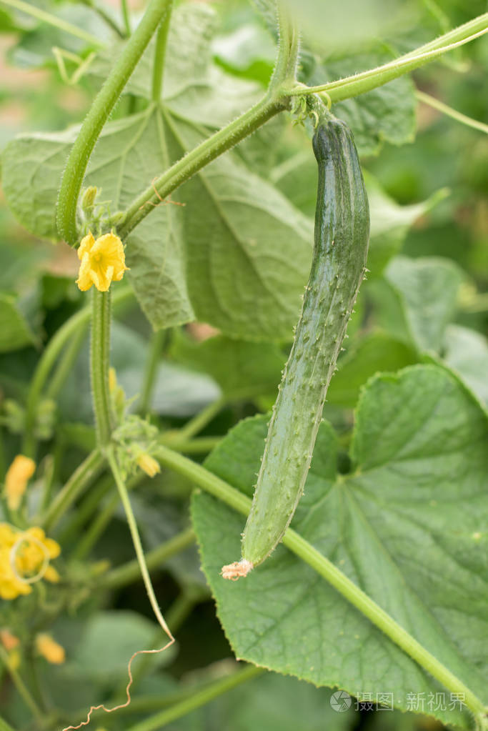 年轻的黄瓜植株