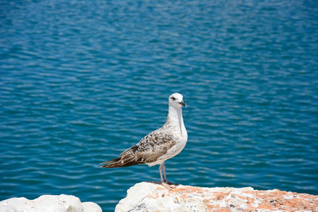 海鸥坐在岩石上与海洋的后方, 拉摩拉, 阿尔加维, 葡萄牙