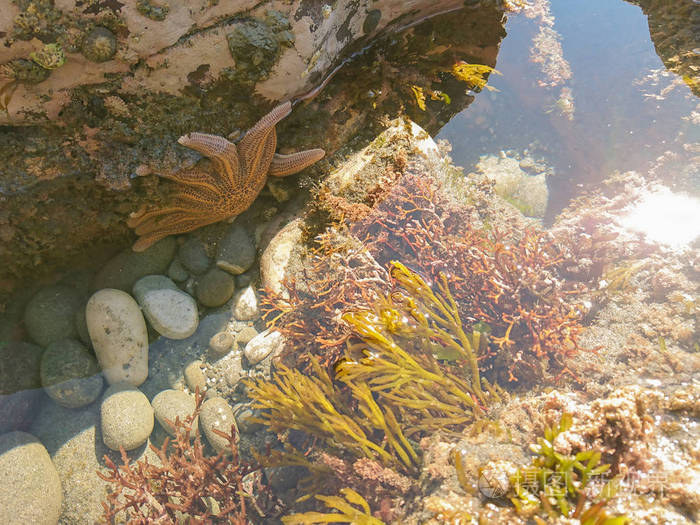 海岸上的天然海洋生物橙星鱼