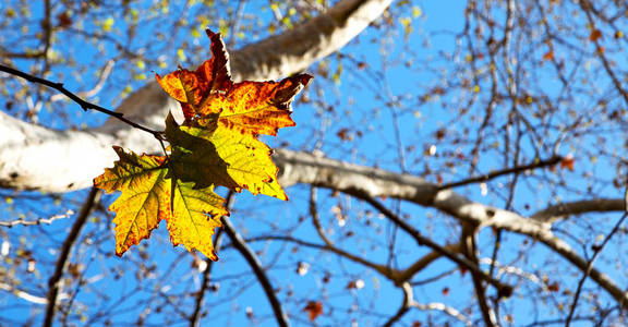 在公园里秋天的叶子像自然的概念
