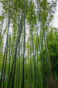 岚山竹森林，京都，日本