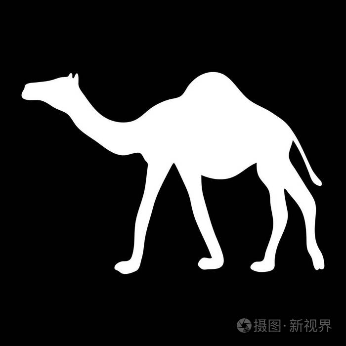 黑色背景下行走骆驼的白色剪影