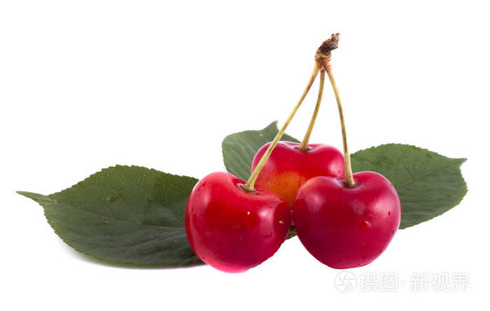 三个成熟的樱桃在白色