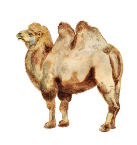 水彩双峰驼骆驼