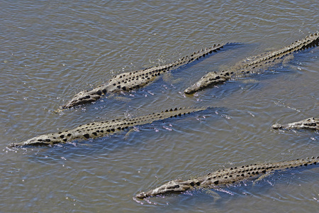 在热带河流巡逻的鳄鱼图片