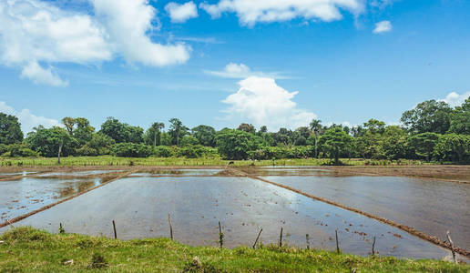 稻田里充满了水和棕榈树。农村稻田种植棕榈树