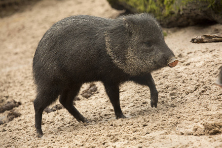 拼贴的PeccaryPecari Tajacu。