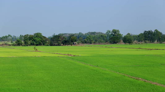 农村农田。泰国的稻田。湿水田