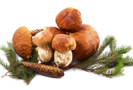 菇背景,俯视着鲍奇尼和棕色的牛膝盖生长在森林中的美丽的牛头帽关-在