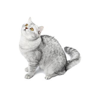 下巴短英国短毛猫灰色条纹下巴孤立在白色上.照片
