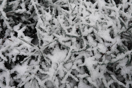 冬季森林。在一个晴朗的日子里的冬季森林景观。雪 c