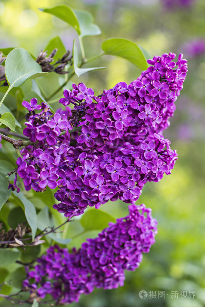 丁香树在春天的花朵